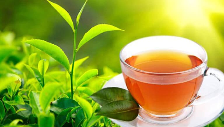 A tea plant and a cup of tea made of Ceylon Tea